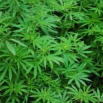 Santa Clarita Bail Bonds Marijuana Charges