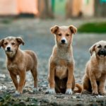 Retail Sale of Cats and Dogs Illegal in California